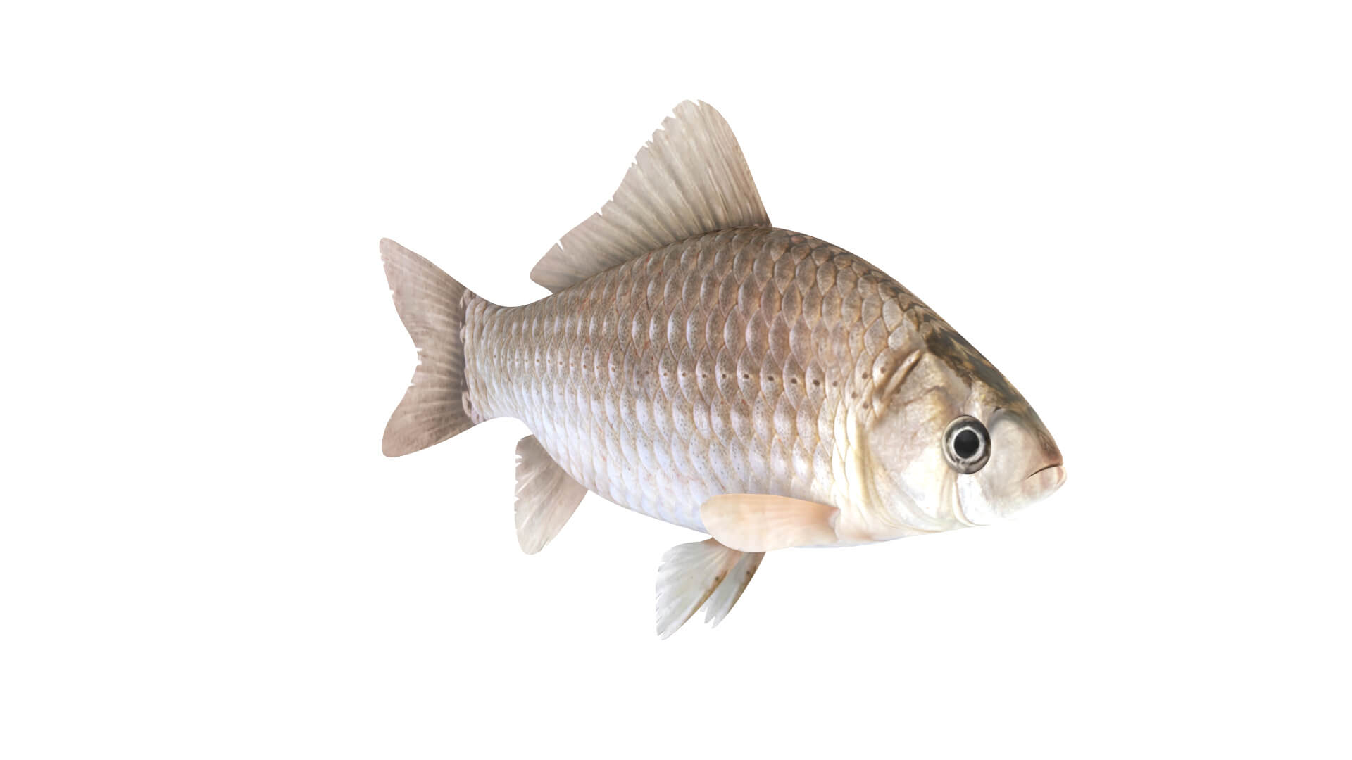Fish Collection 3D Model