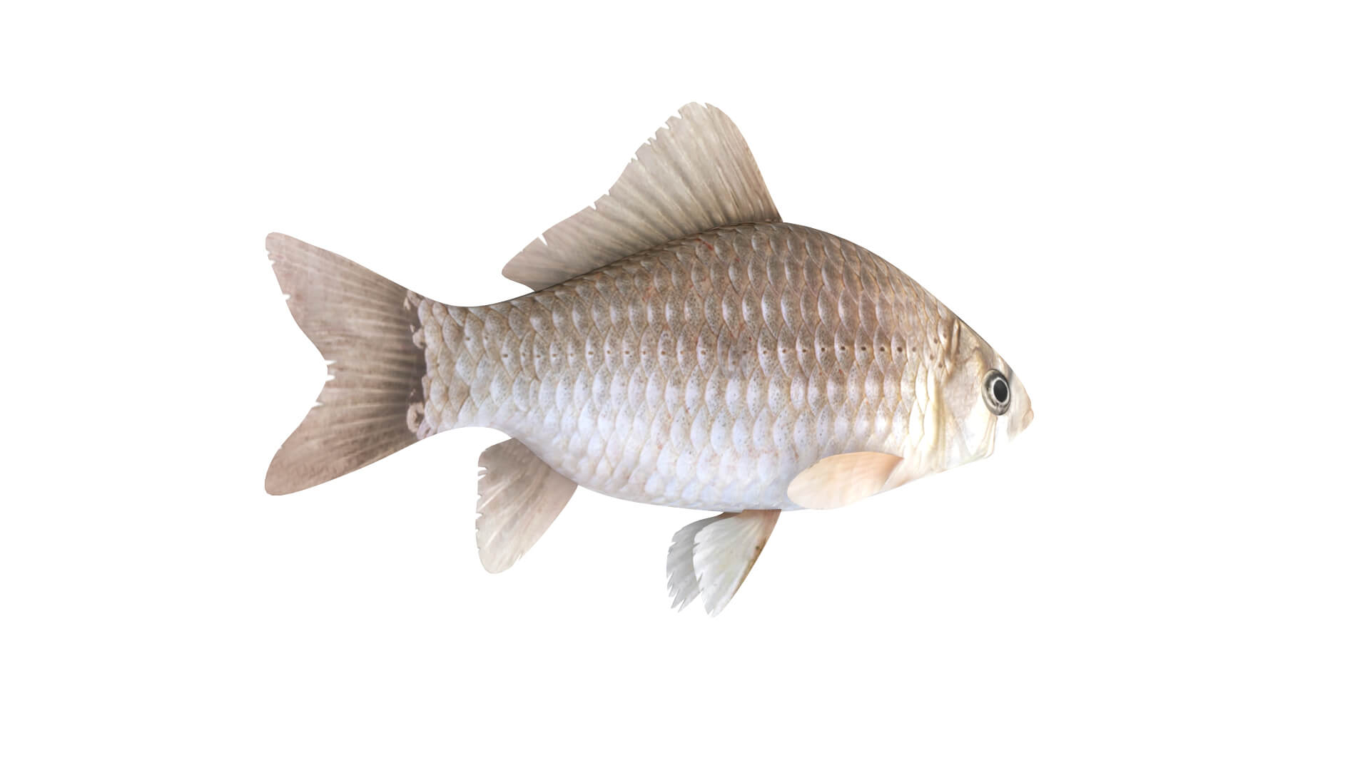 Fish Collection 3D Model