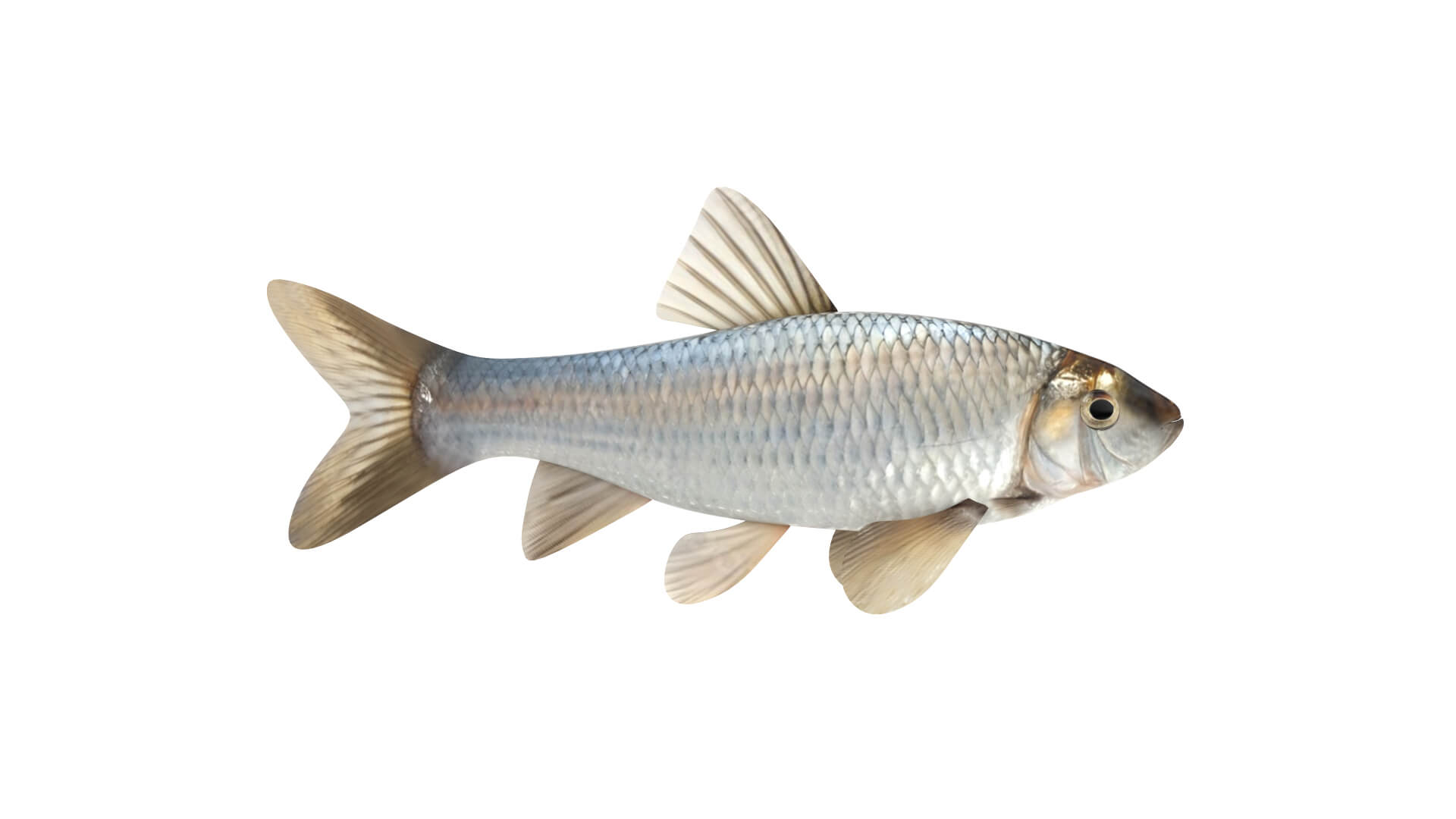 Fish Collection 3D Model