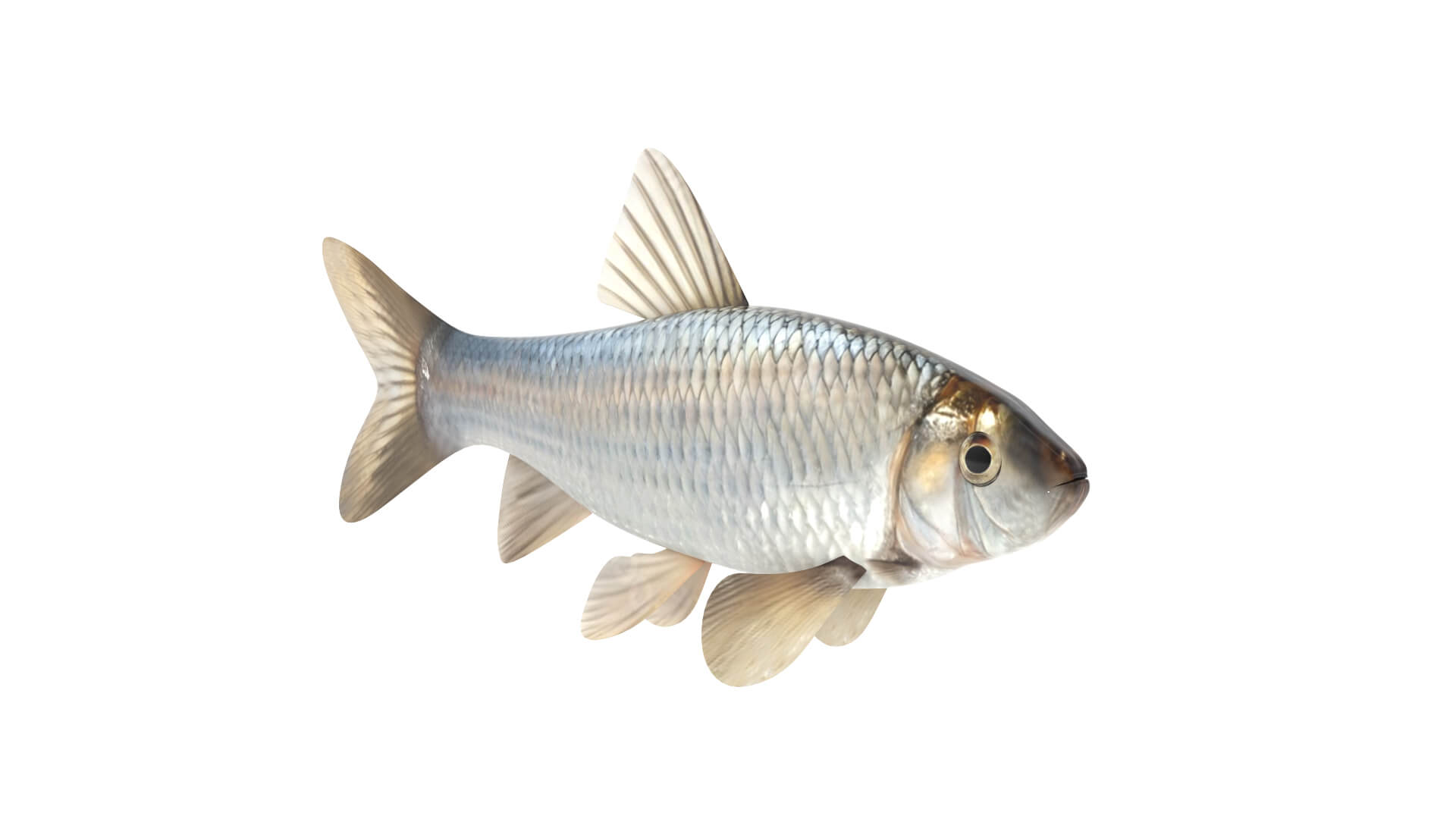 Fish Collection 3D Model