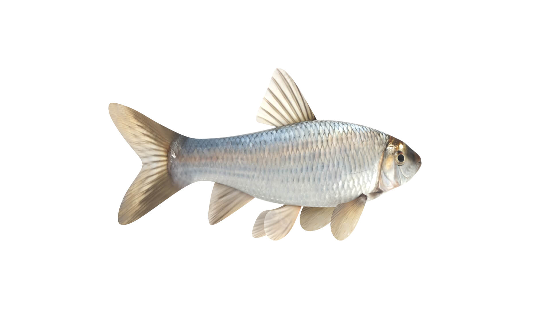Fish Collection 3D Model
