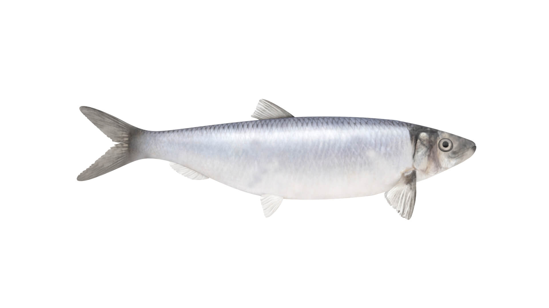 Fish Collection 3D Model
