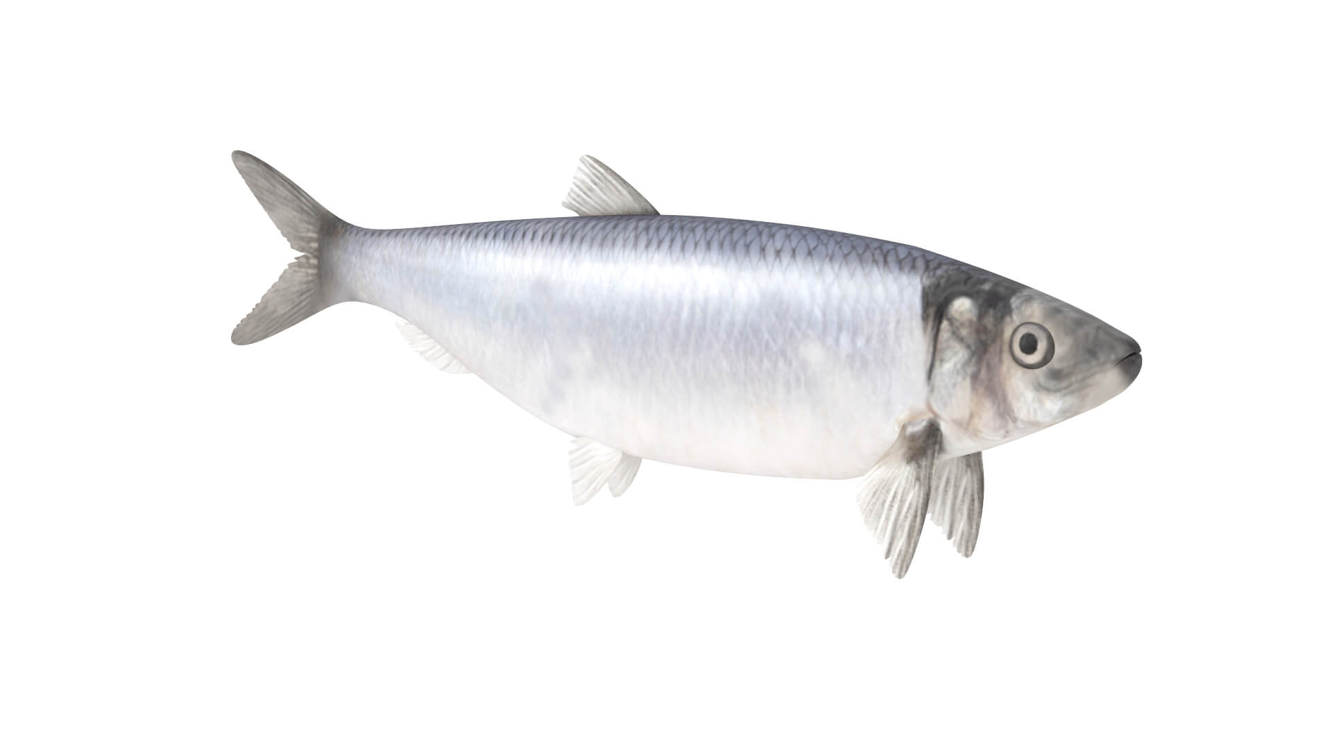 Fish Collection 3D Model