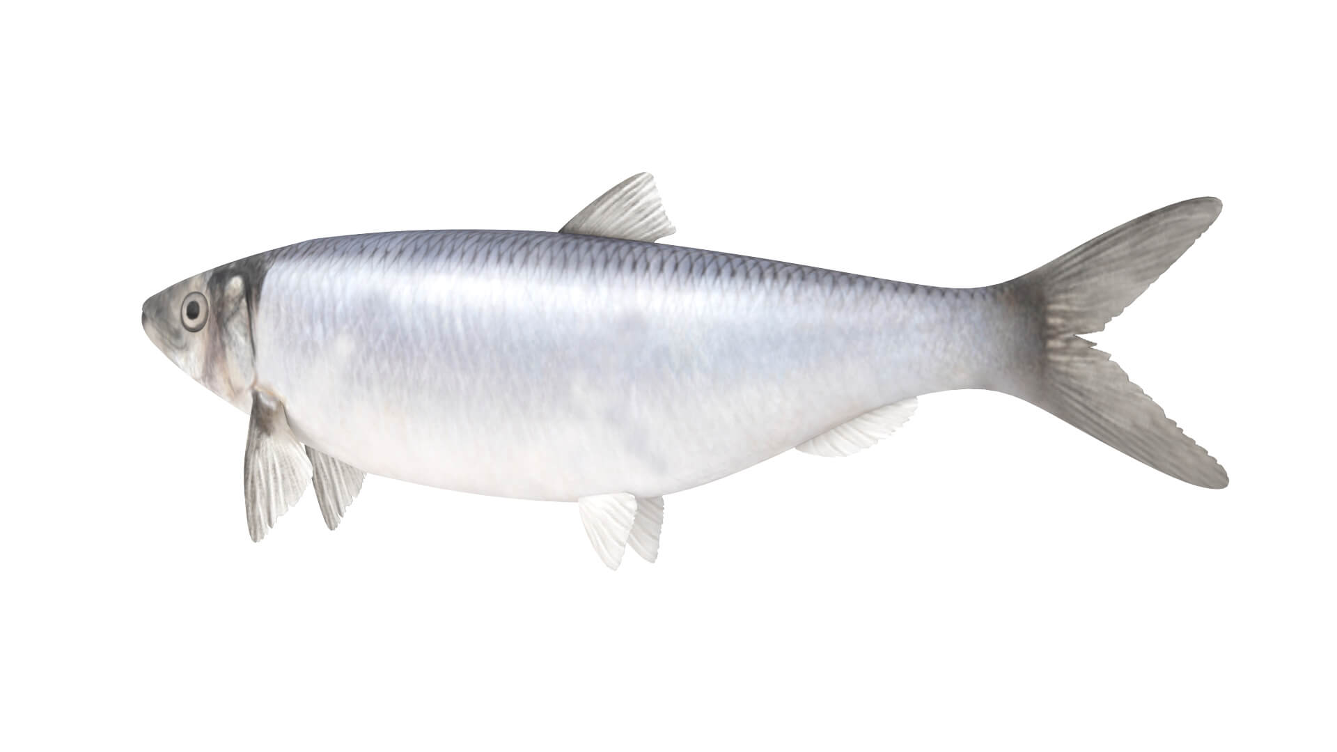 Fish Collection 3D Model