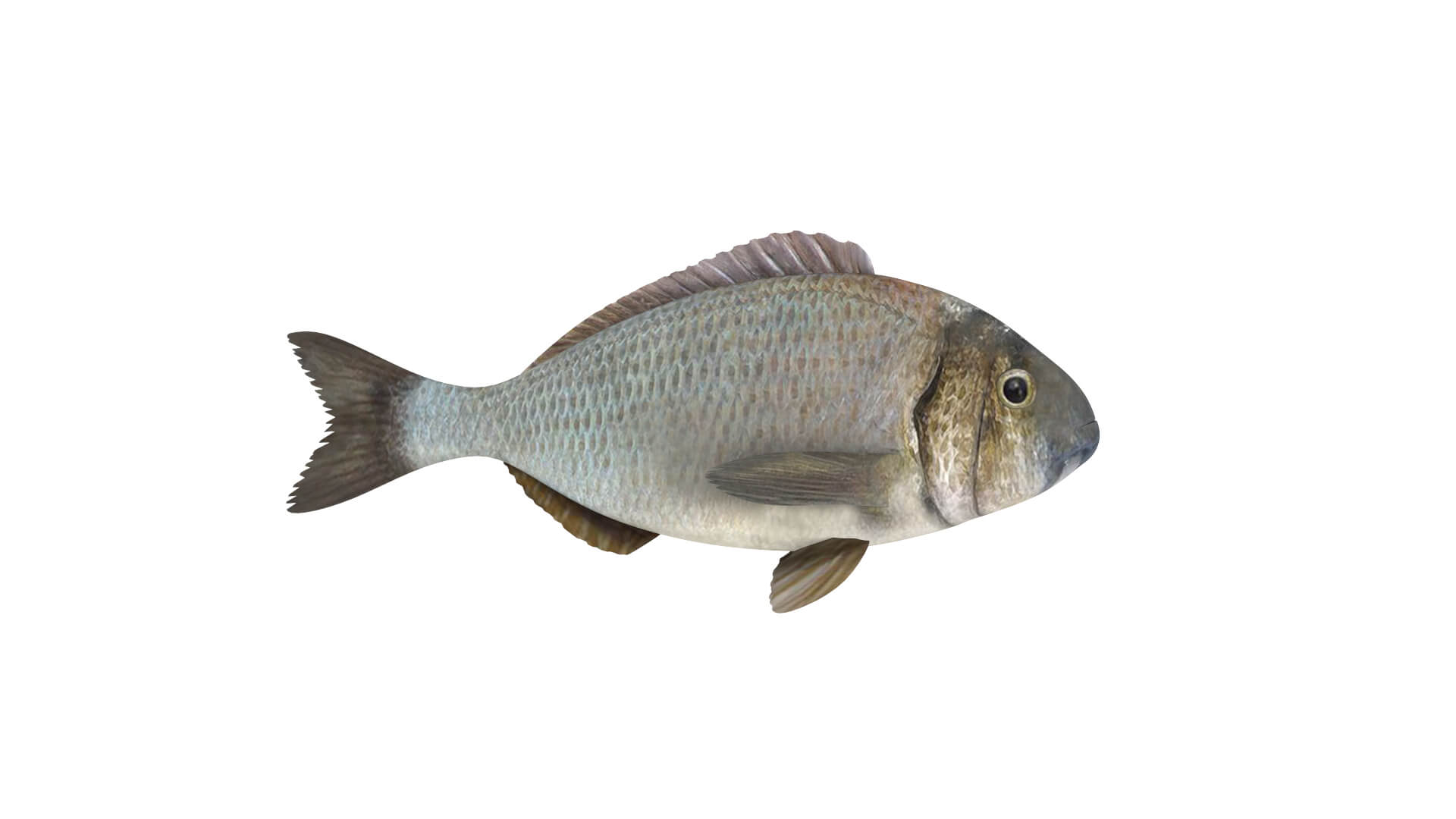 Fish Collection 3D Model