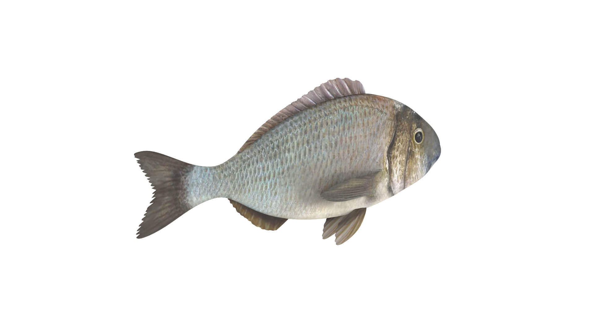Fish Collection 3D Model