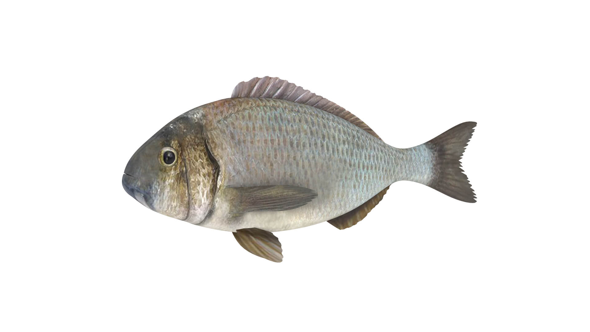 Fish Collection 3D Model