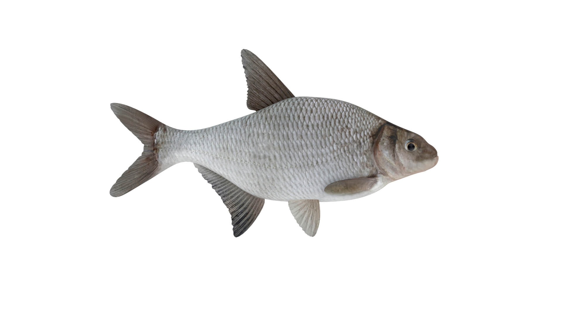 Fish Collection 3D Model