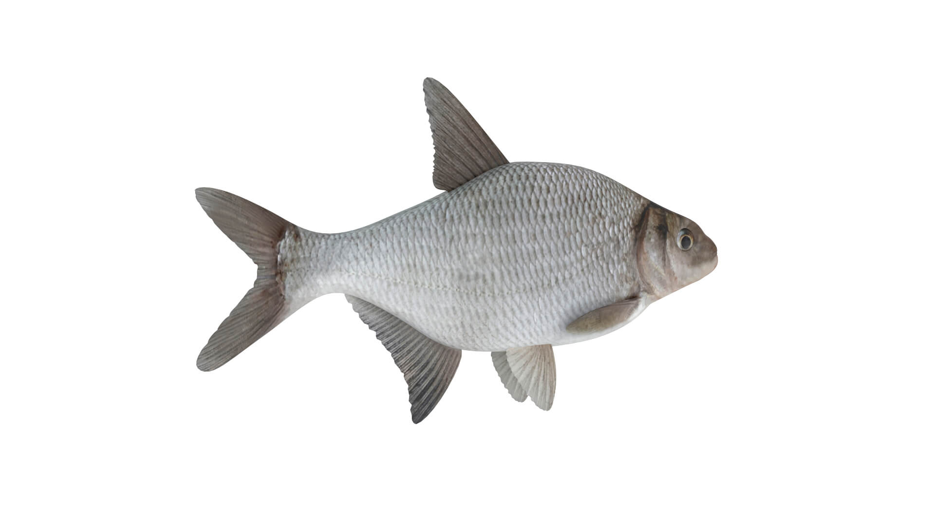 Fish Collection 3D Model