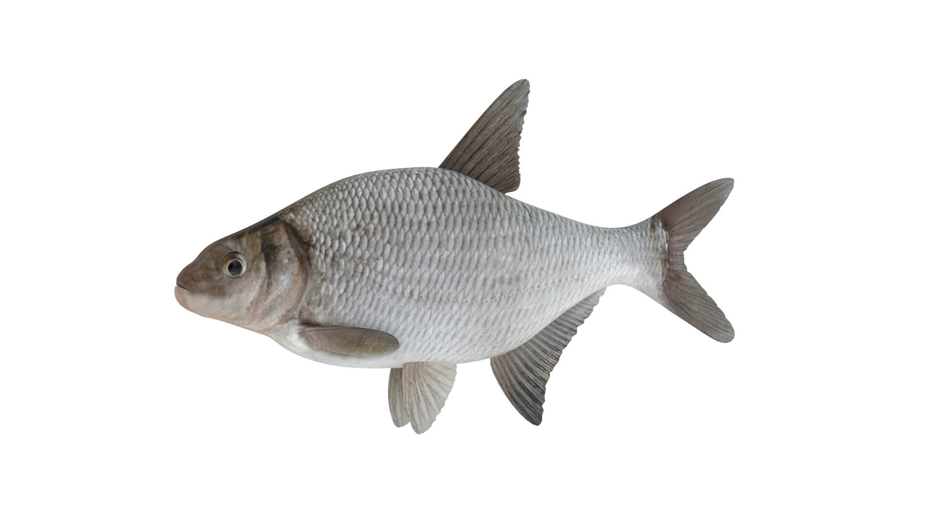 Fish Collection 3D Model