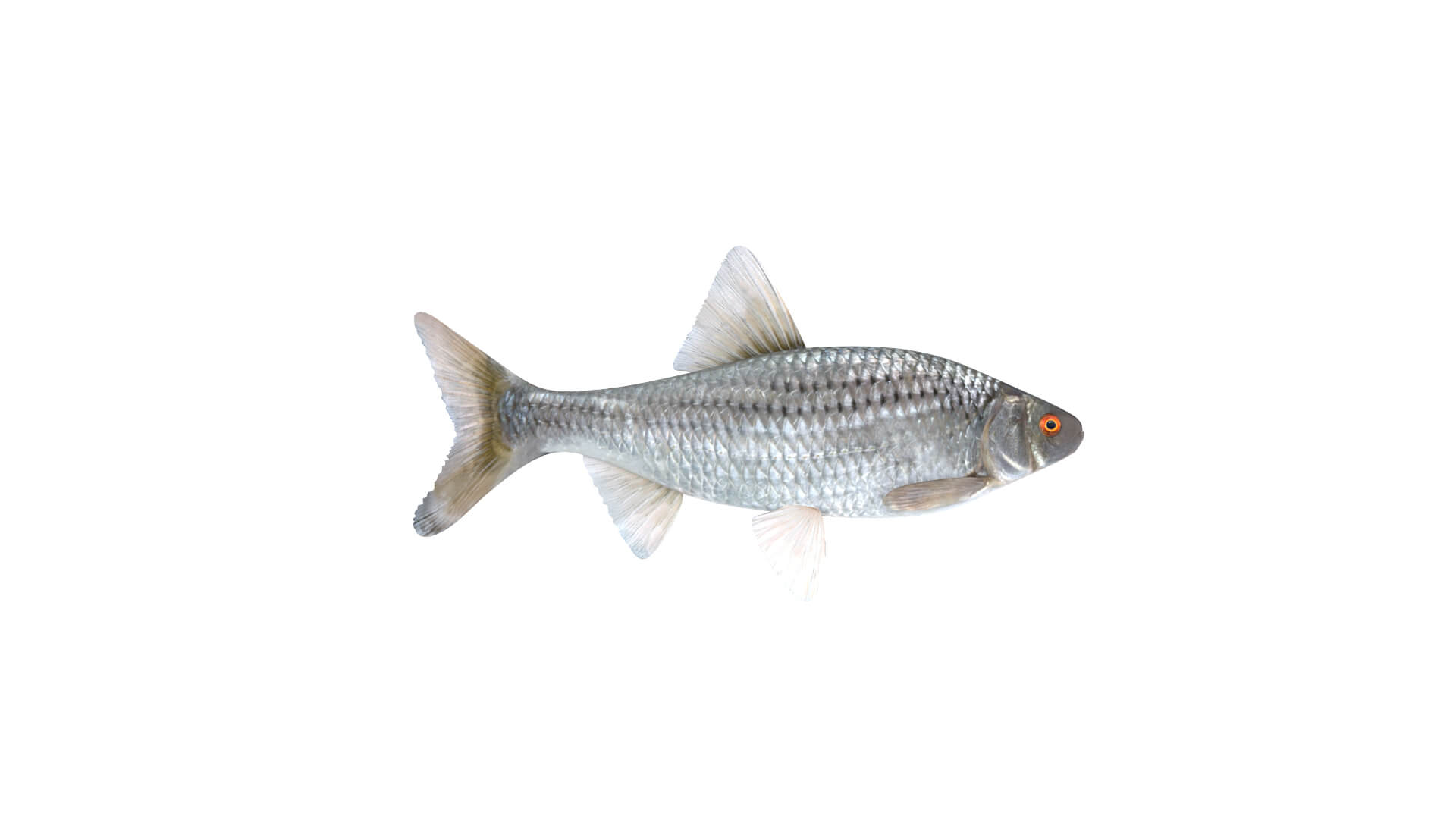 Fish Collection 3D Model