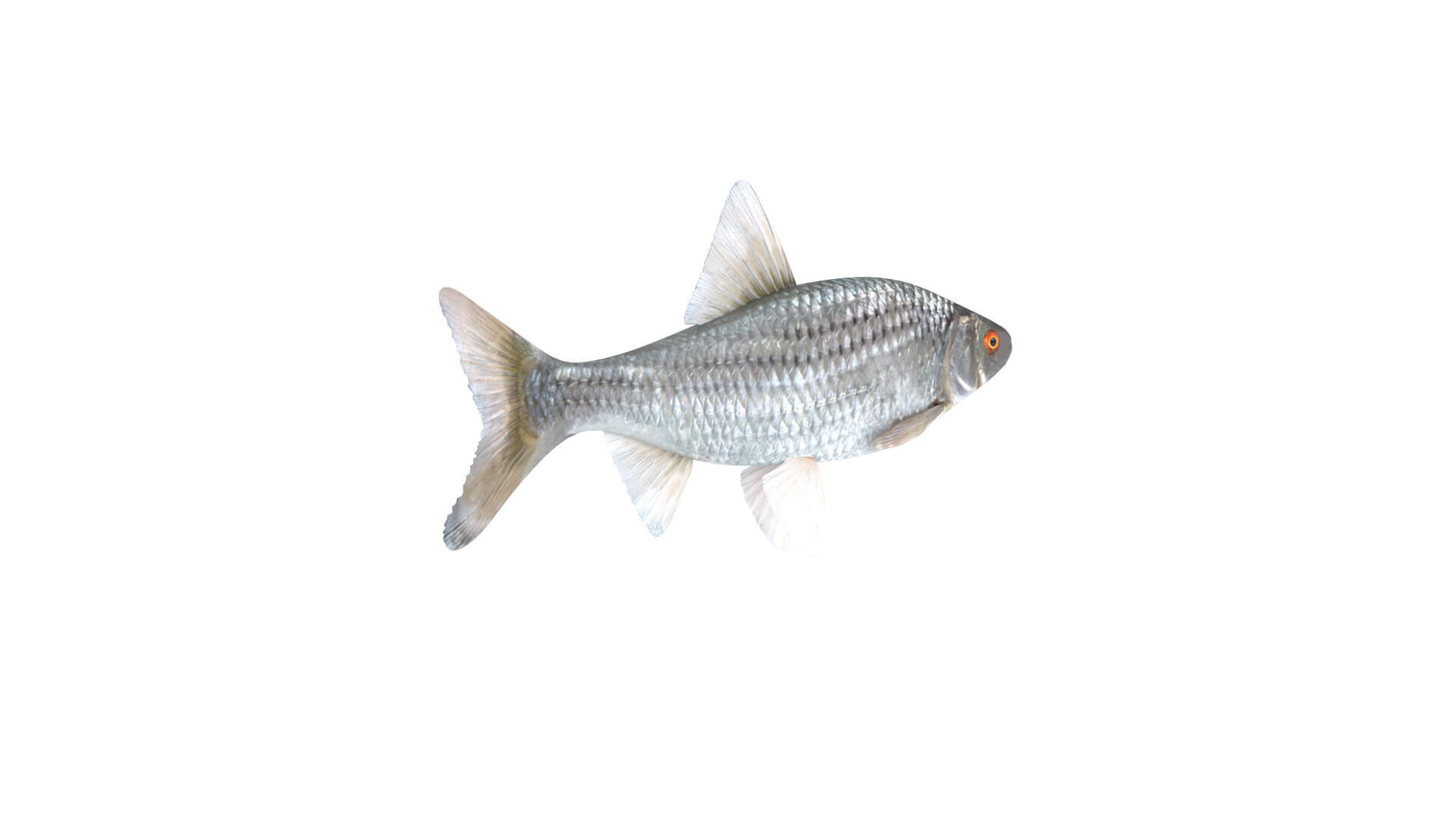 Fish Collection 3D Model