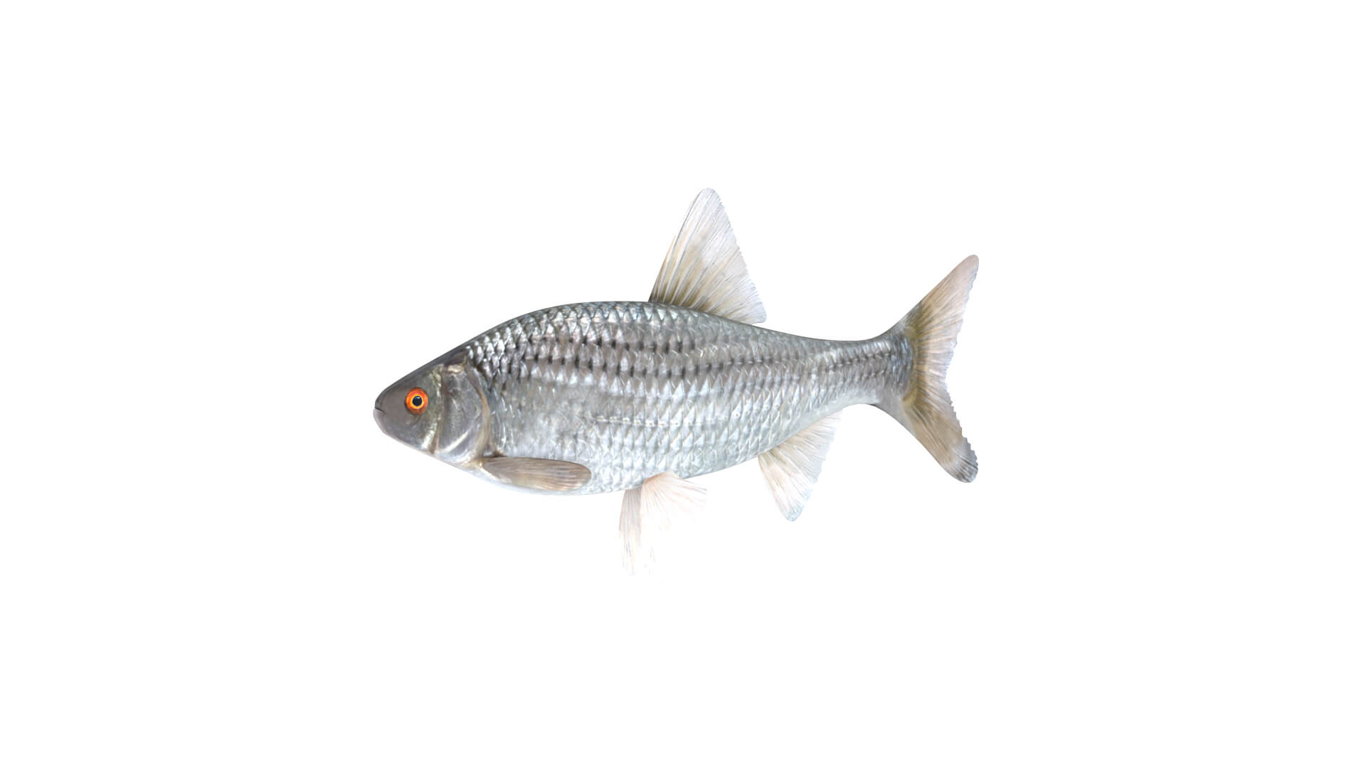 Fish Collection 3D Model