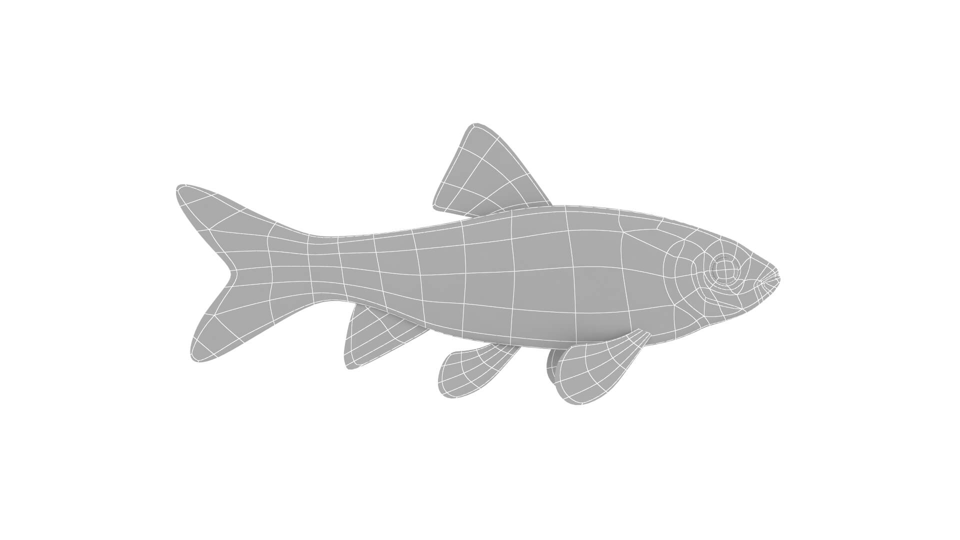 Fish Collection 3D Model