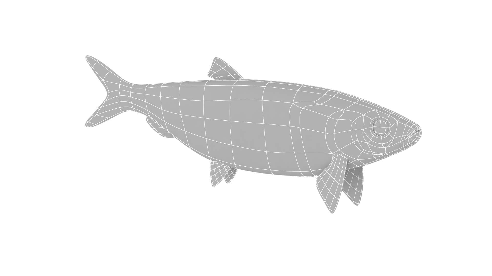 Fish Collection 3D Model