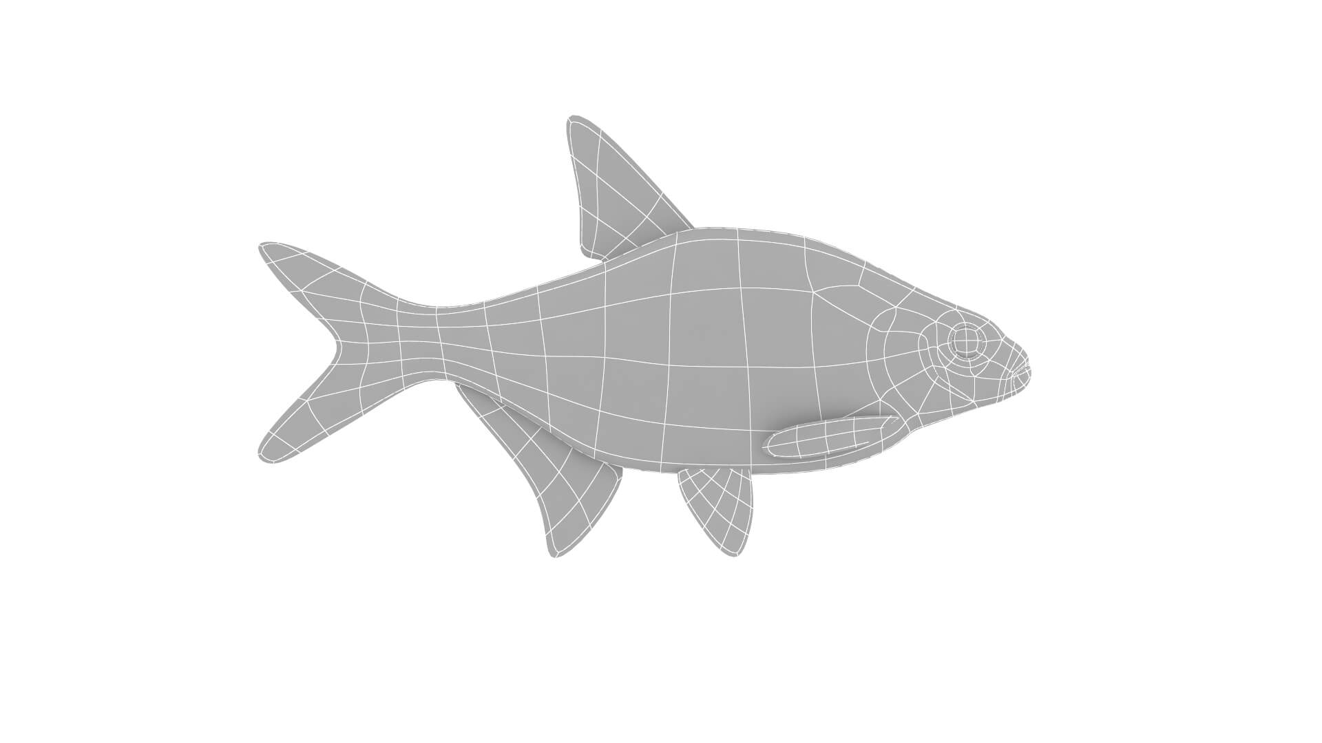 Fish Collection 3D Model