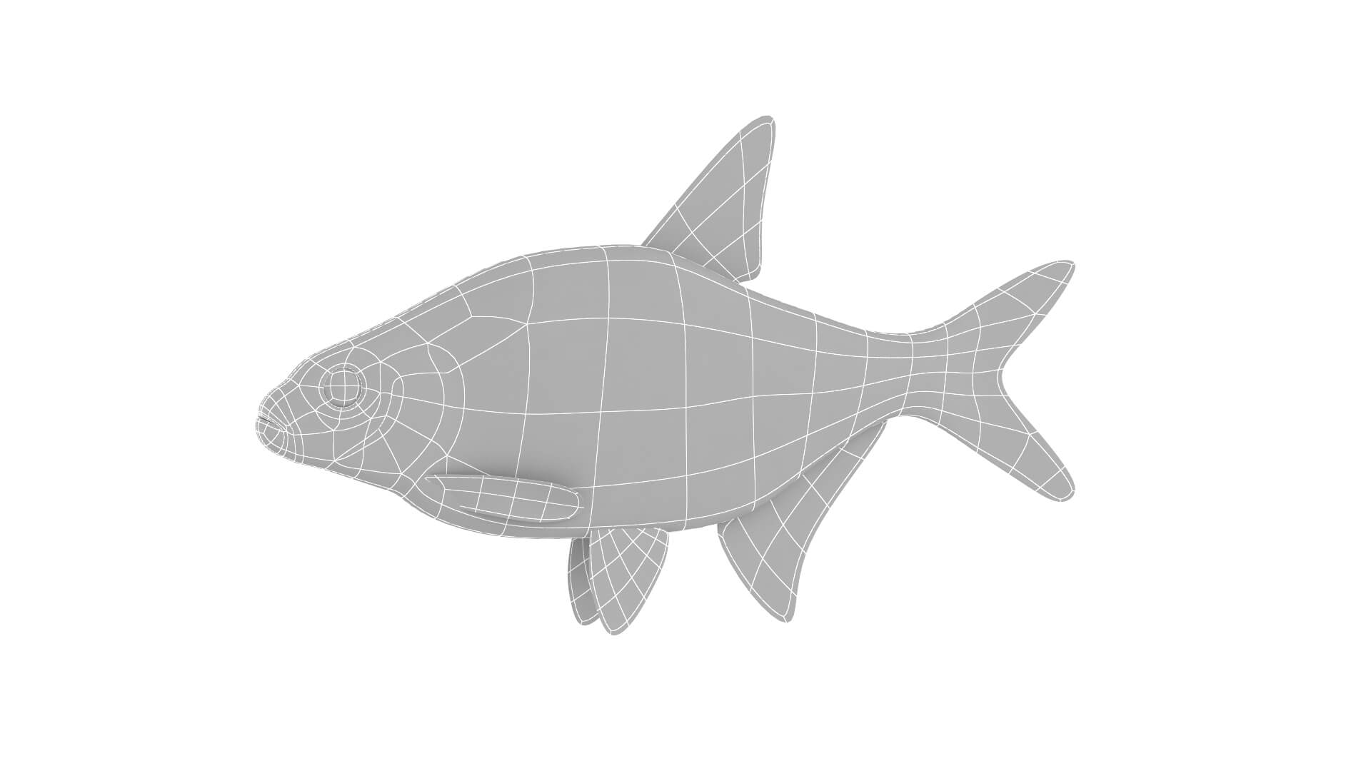 Fish Collection 3D Model