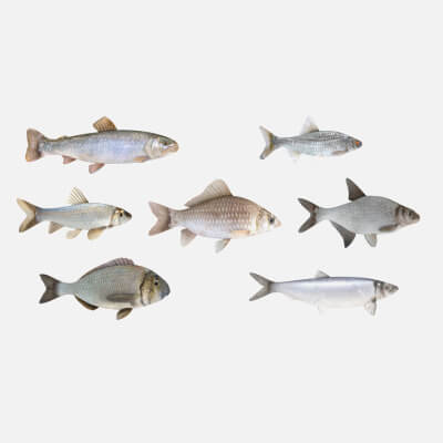 Fish Collection
