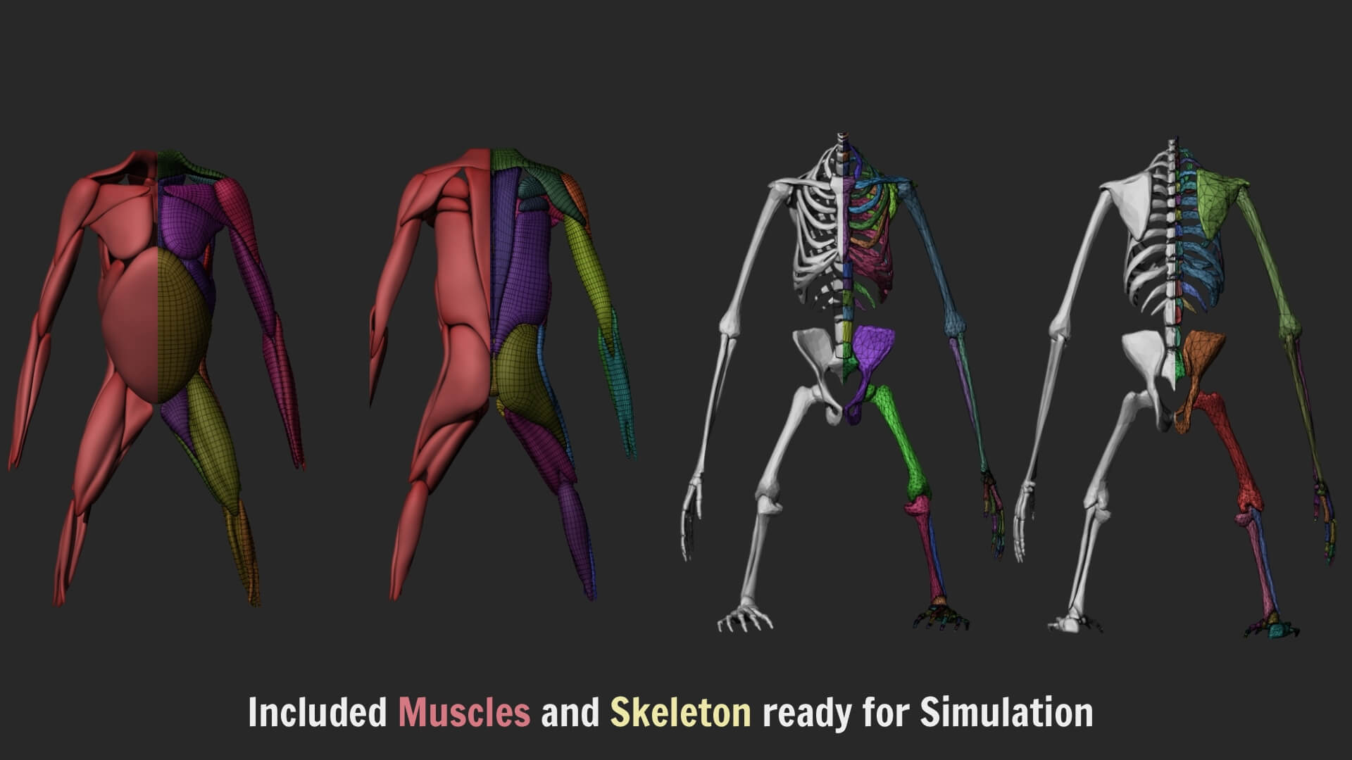 Orangutan with 38 Blendshapes and Anatomy 3D Model 3D Model