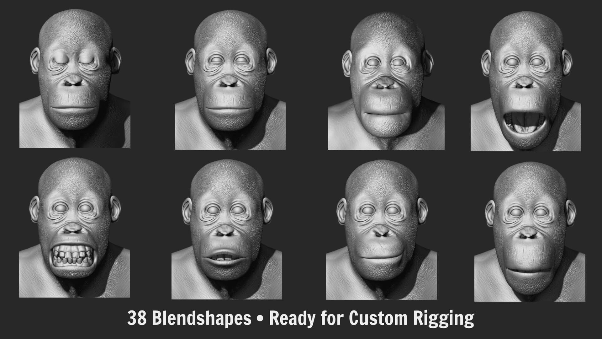 Orangutan with 38 Blendshapes and Anatomy 3D Model 3D Model