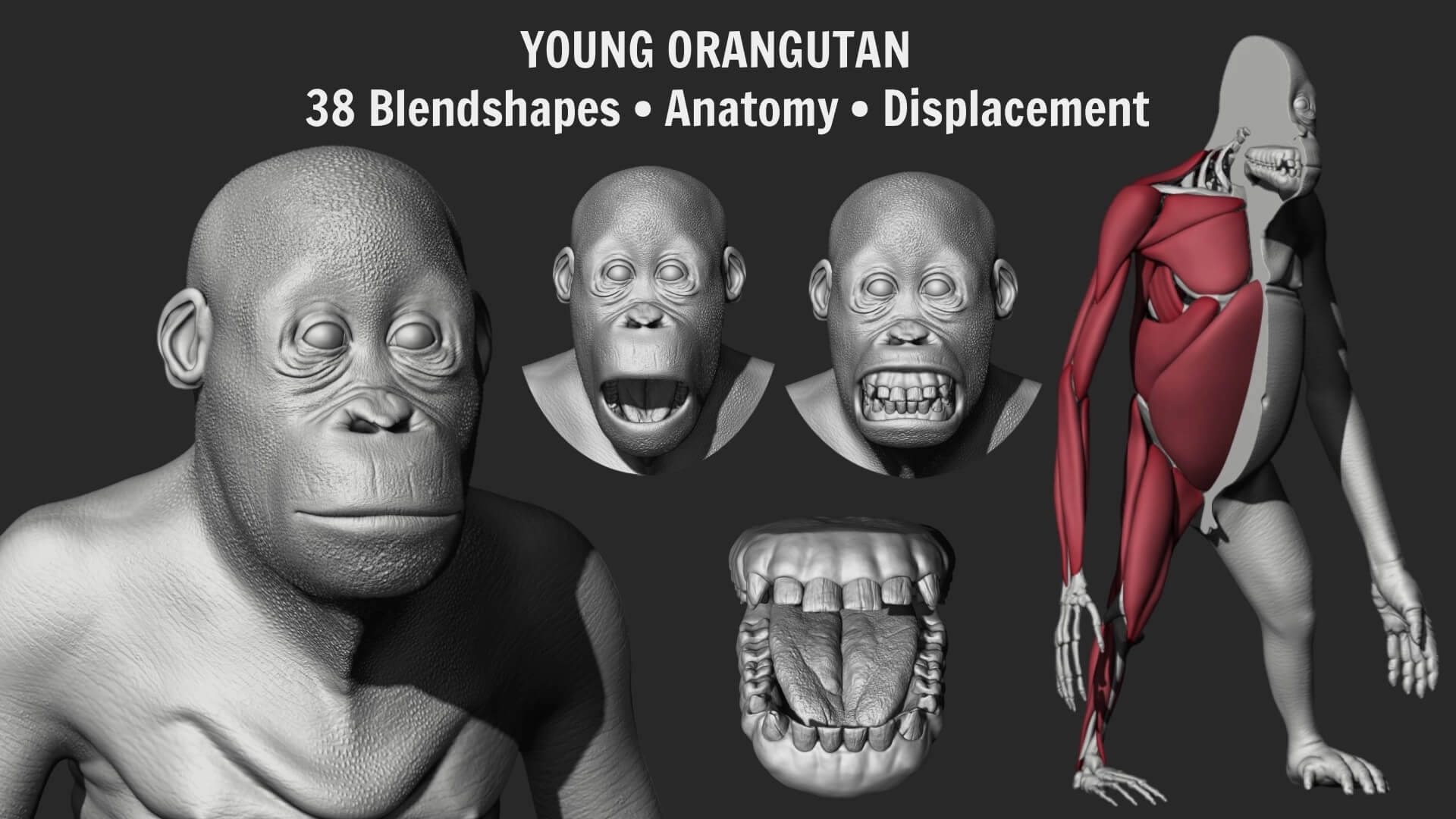 Orangutan with 38 Blendshapes and Anatomy 3D Model 3D Model