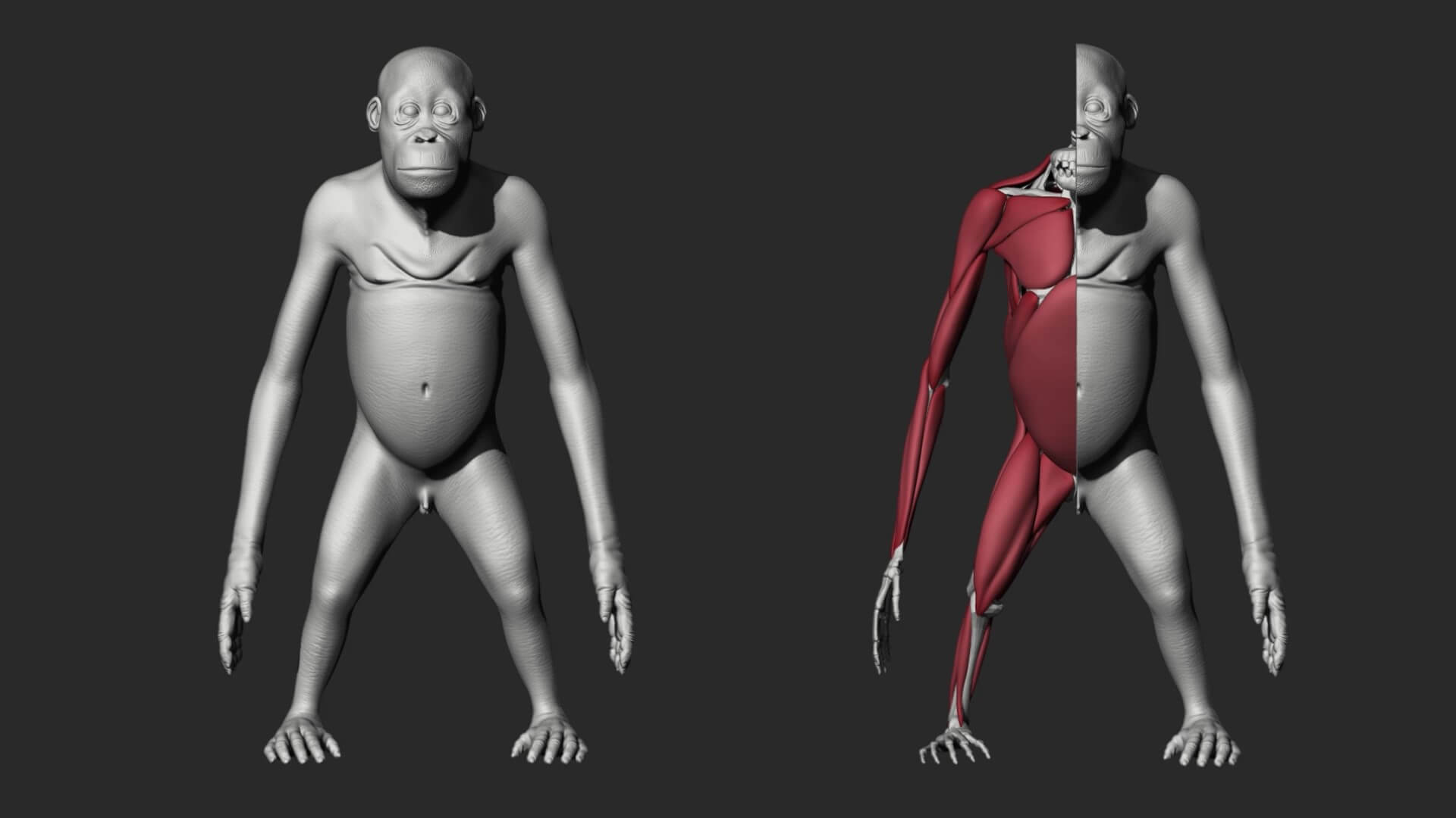 Orangutan with 38 Blendshapes and Anatomy 3D Model 3D Model