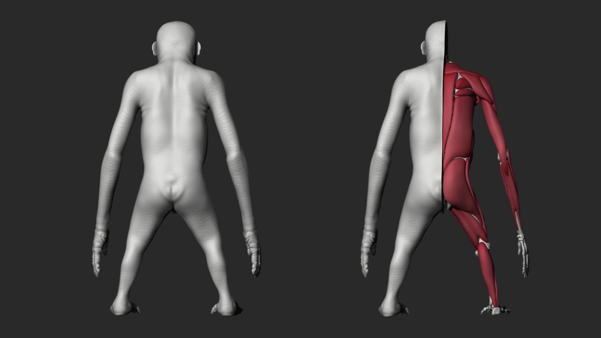 Orangutan with 38 Blendshapes and Anatomy 3D Model 3D Model