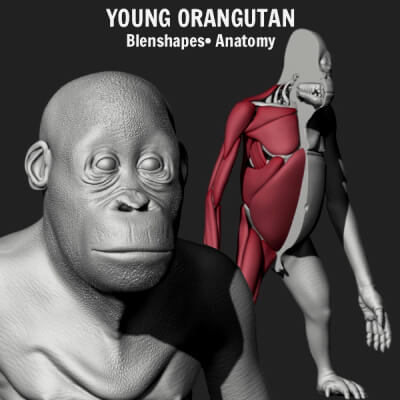 Orangutan with 38 Blendshapes and Anatomy 3D Model