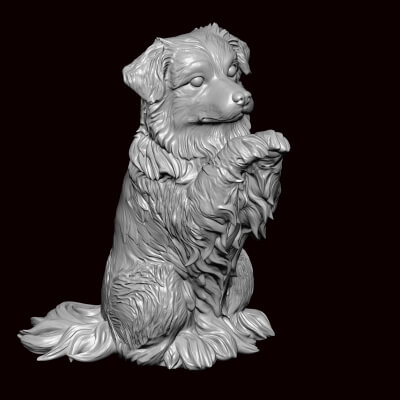 Australian Shepherd Begging Pose