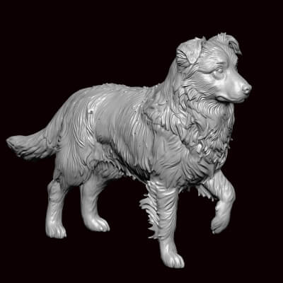 Australian Shepherd Standing Pose