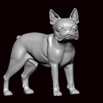 Boston Terrier Standing Pose