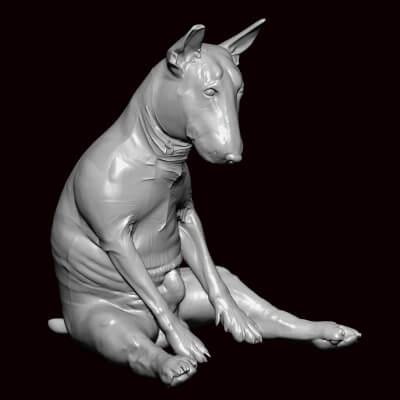 Bull Terrier Funny Pose