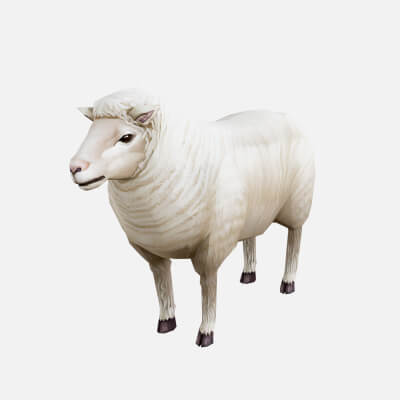 Animated Sheep