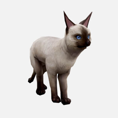 Animated Siamese Cat