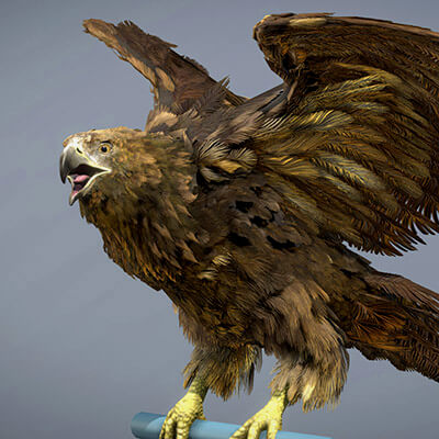 Golden Eagle 3D Model