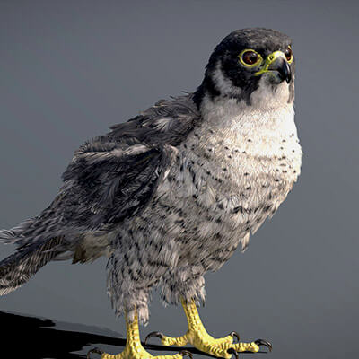 Peregrine Falcon ( Animated 3D Model FBX )