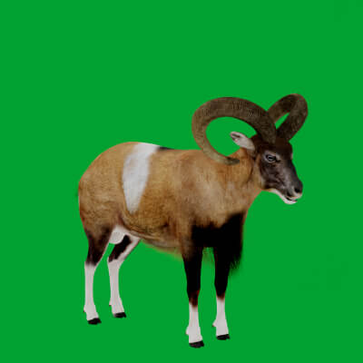 Armenian Mouflon Wild Sheep
