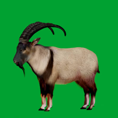 Bezoar Wild Goat