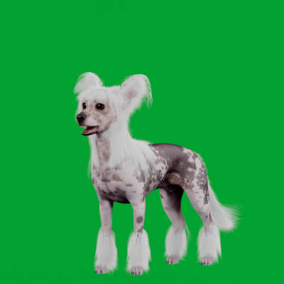 Chinese Crested Dog