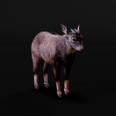 Chinese Goral Goat