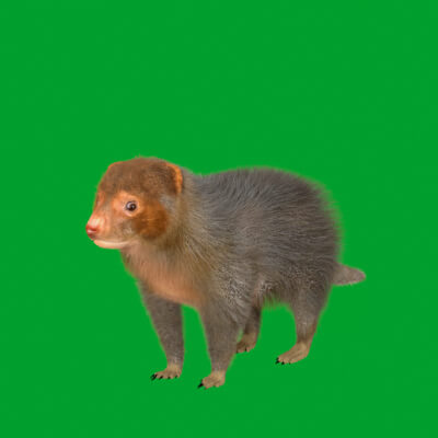 Common Dwarf Mongoose 3D Model