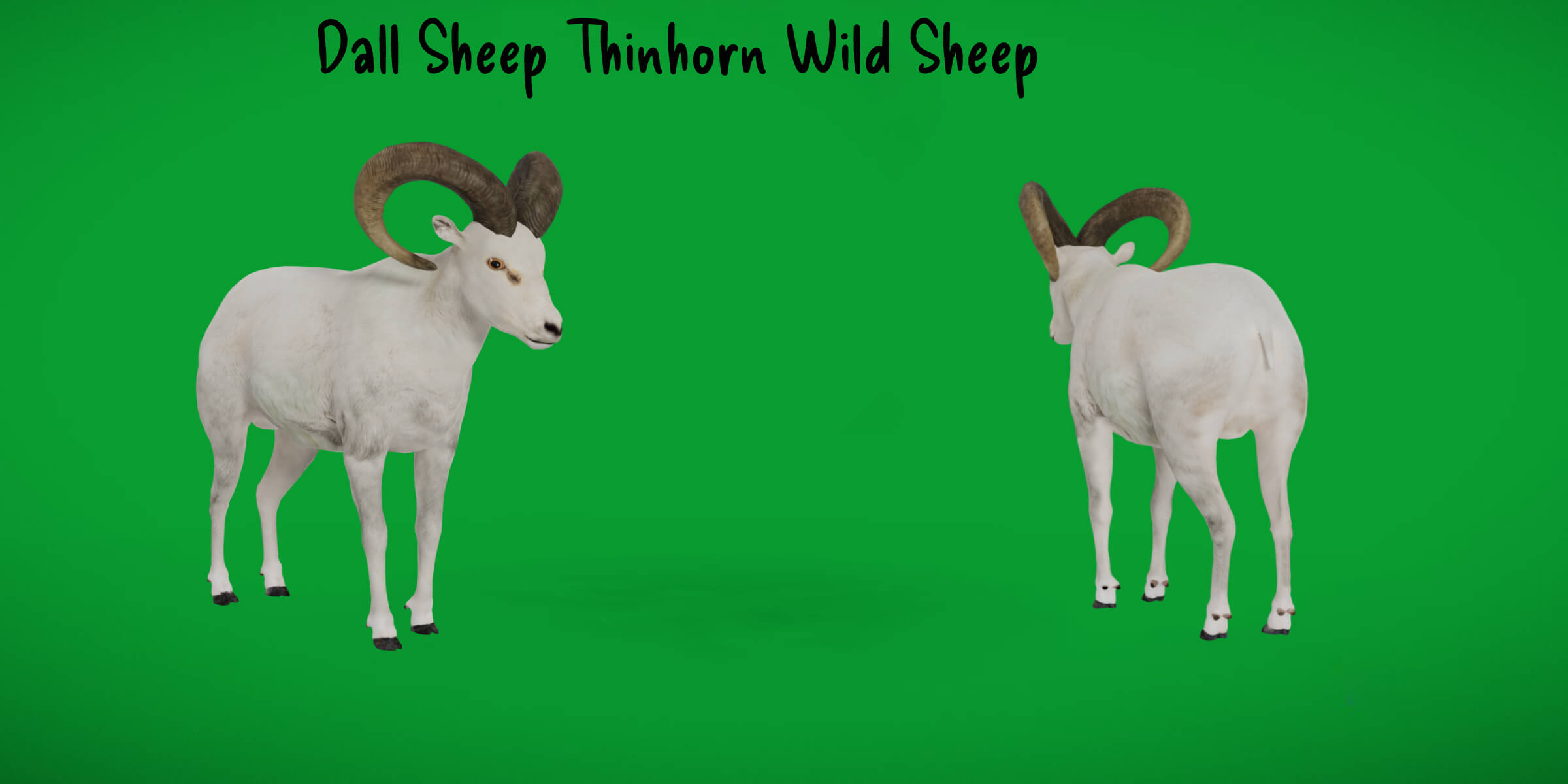 Dall Sheep Thinhorn Wild Sheep 3D Model