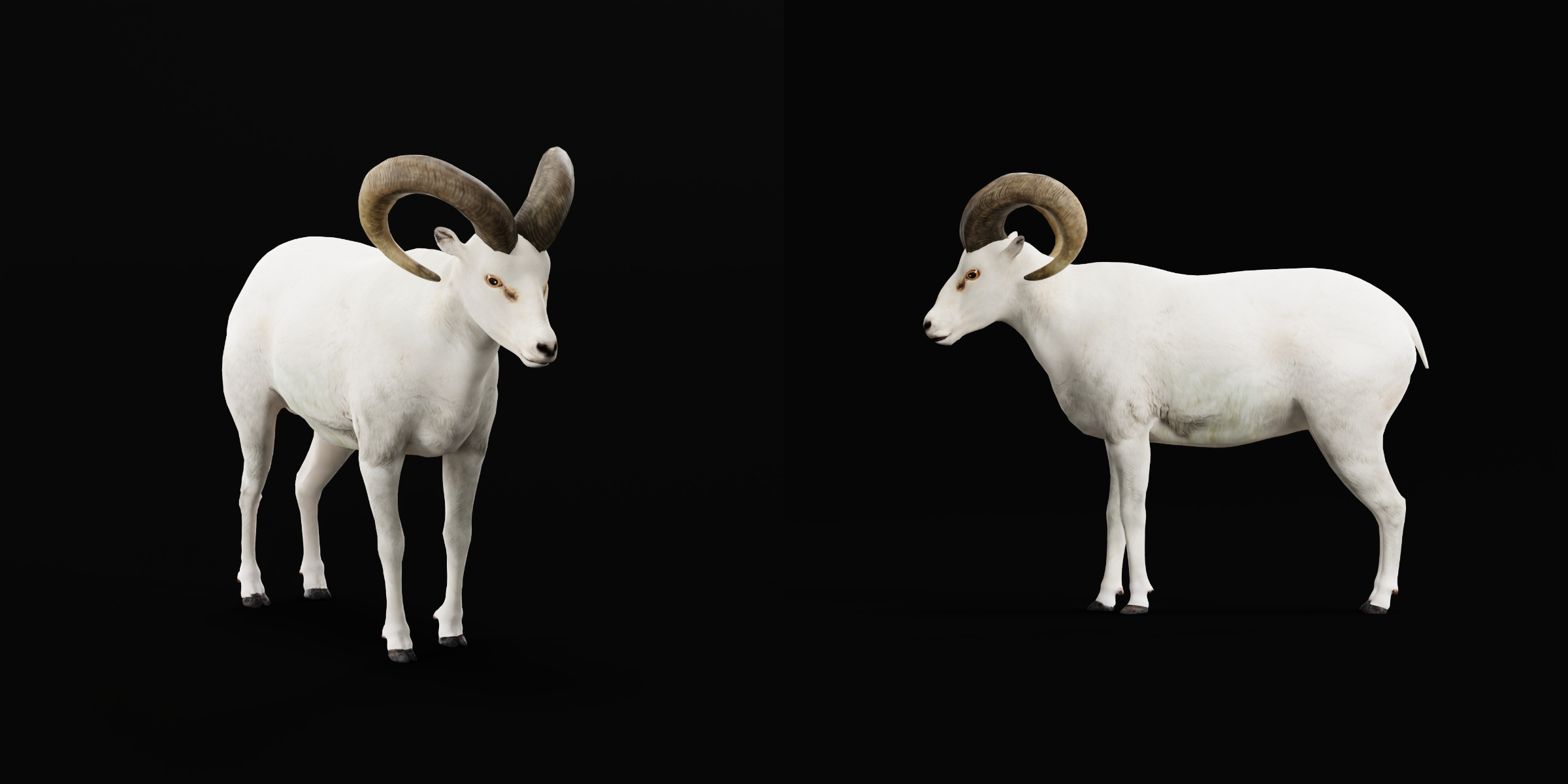 Dall Sheep Thinhorn Wild Sheep 3D Model