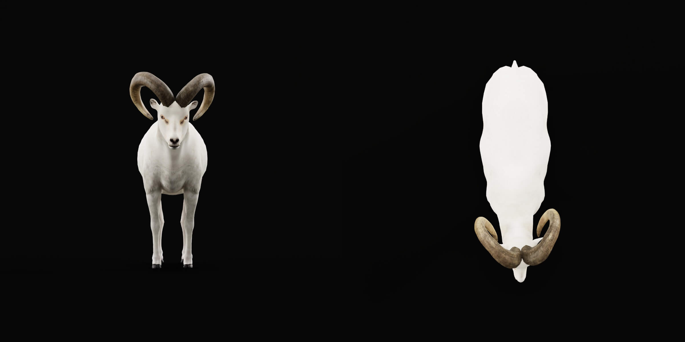 Dall Sheep Thinhorn Wild Sheep 3D Model
