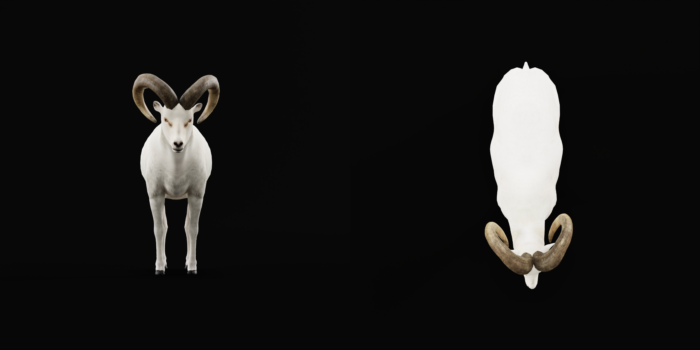 Dall Sheep Thinhorn Wild Sheep 3D Model
