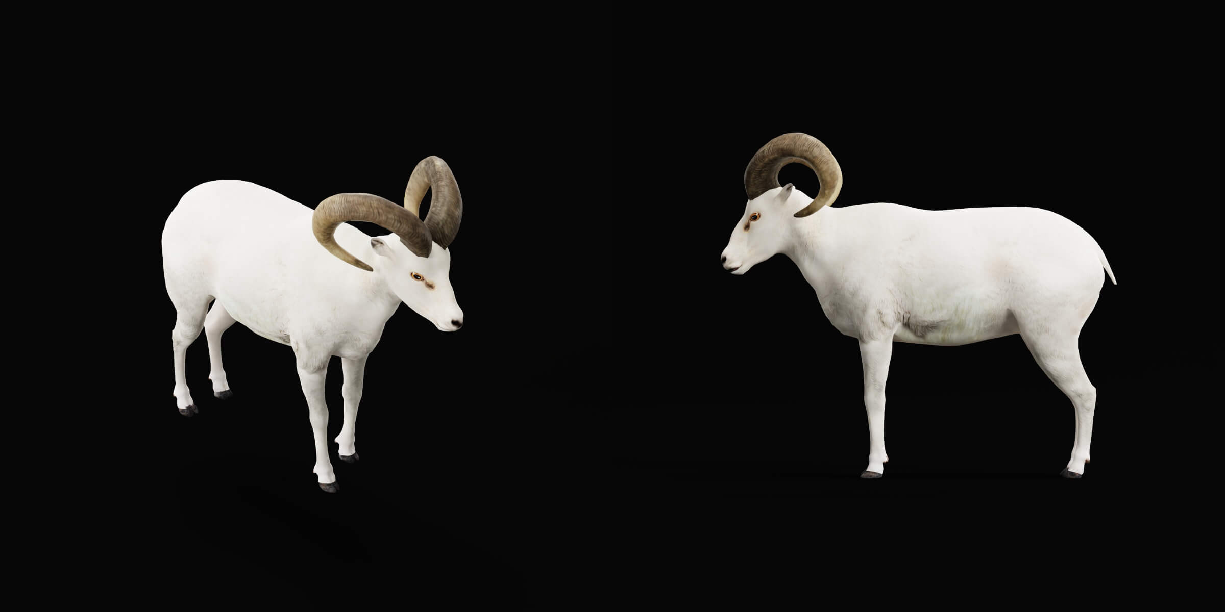Dall Sheep Thinhorn Wild Sheep 3D Model