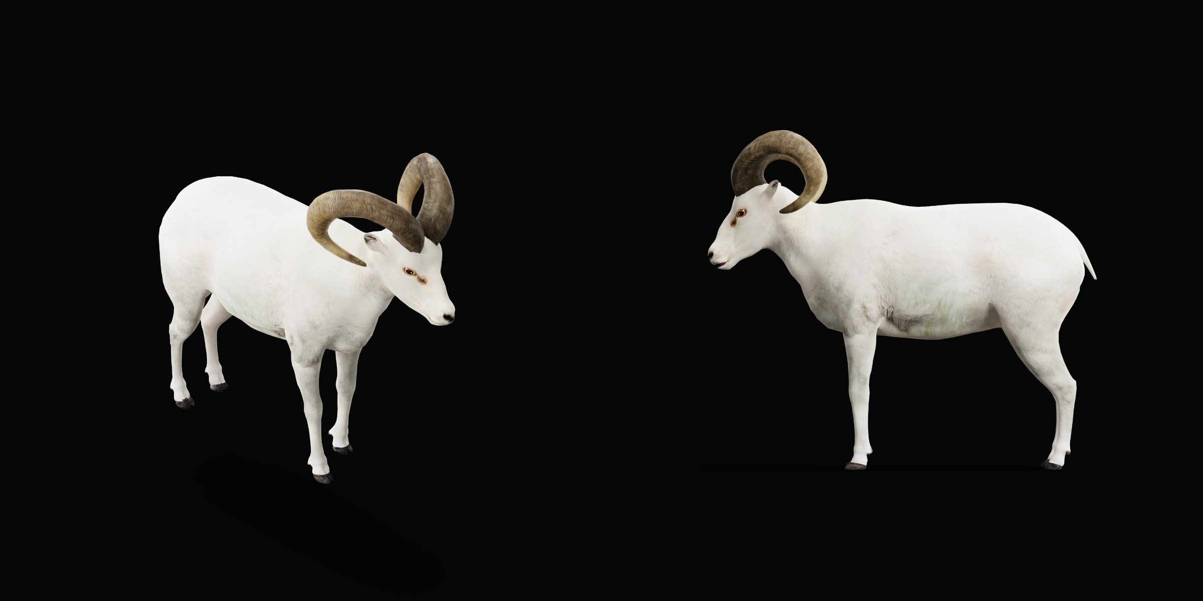 Dall Sheep Thinhorn Wild Sheep 3D Model