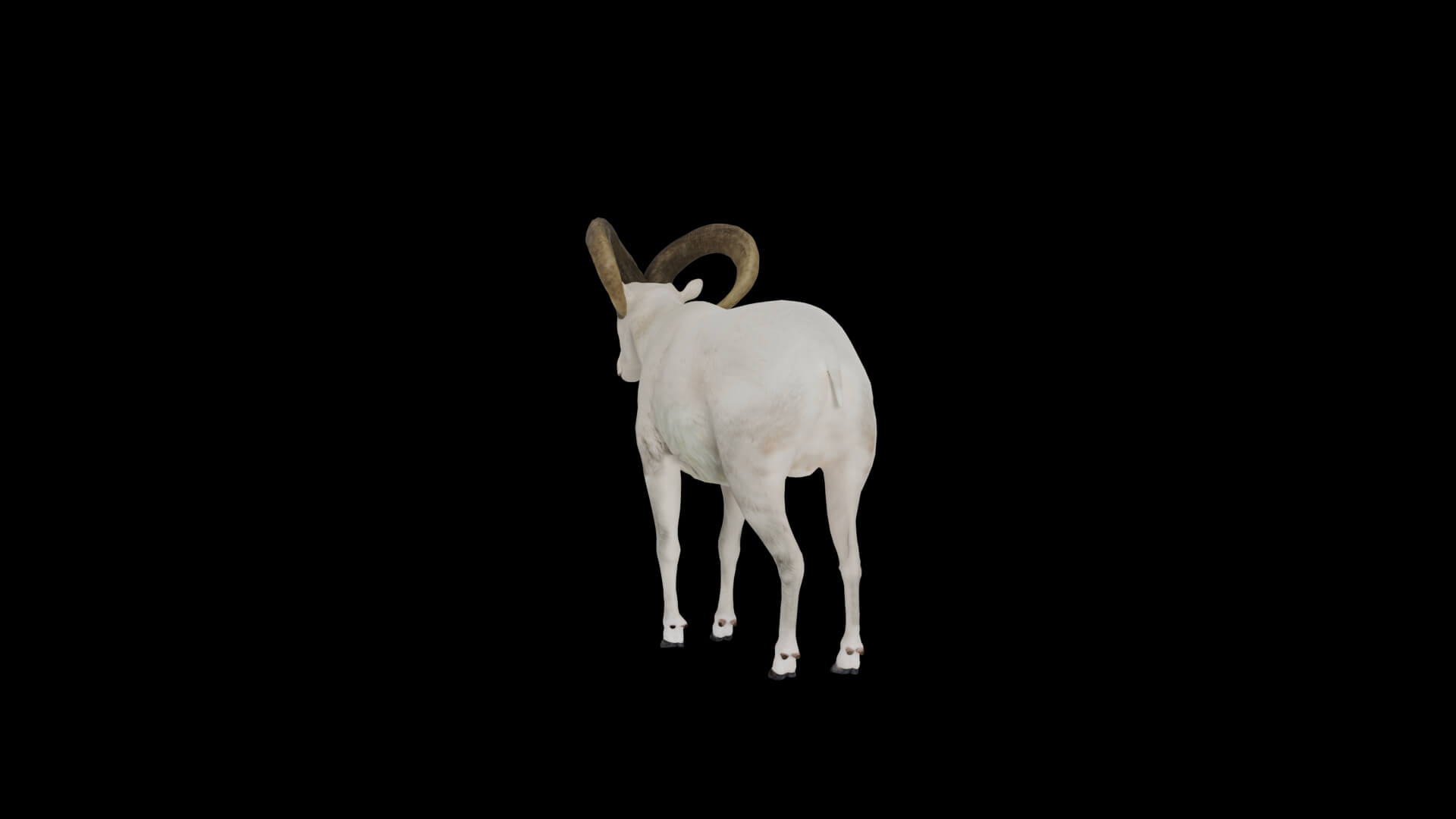 Dall Sheep Thinhorn Wild Sheep 3D Model