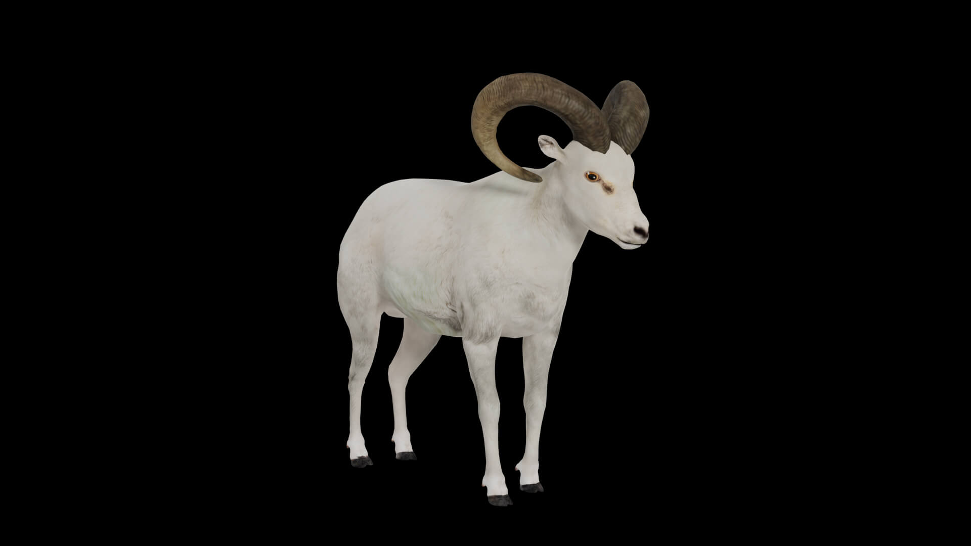 Dall Sheep Thinhorn Wild Sheep 3D Model
