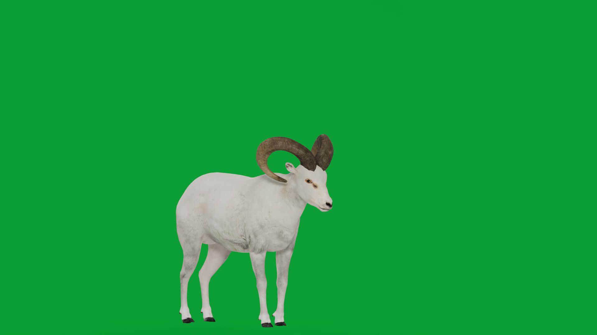 Dall Sheep Thinhorn Wild Sheep 3D Model